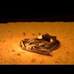 Thumbnail of related posts 090